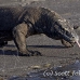 dragon_komodo_hsb_rinca_h_2384_kom4753.jpg